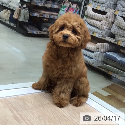 東京都のトイプードル(トイ) (ペットプラス 多摩平の森店/2025年12月24日生まれ/女の子/レッド)の子犬の4枚目の画像