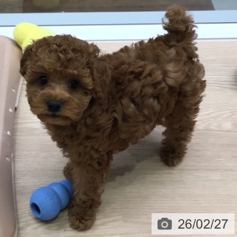 東京都のトイプードル(トイ) (ペットプラス 多摩平の森店/2025年12月24日生まれ/女の子/レッド)の子犬の3枚目の画像