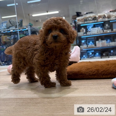 神奈川県のトイプードル(トイ) (ペットプラス ゆめが丘ソラトス店/2025年12月24日生まれ/女の子/レッド)の子犬の4枚目の画像