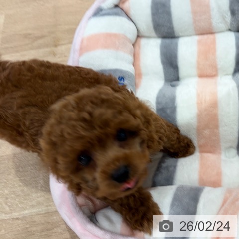 神奈川県のトイプードル(トイ) (ペットプラス ゆめが丘ソラトス店/2025年12月24日生まれ/女の子/レッド)の子犬の3枚目の画像