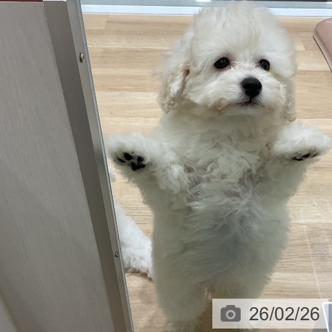 岩手県のトイプードル(トイ) (ペットプラス 盛岡南店/2025年12月25日生まれ/女の子/ホワイト)の子犬の4枚目の画像