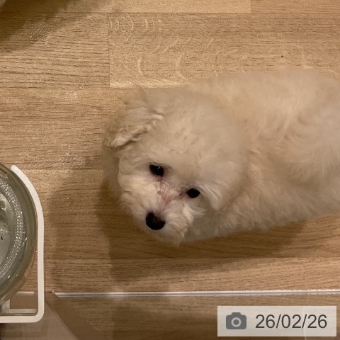 岩手県のトイプードル(トイ) (ペットプラス 盛岡南店/2025年12月25日生まれ/女の子/ホワイト)の子犬の3枚目の画像