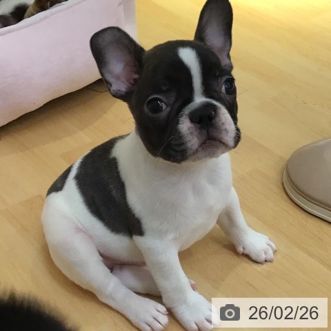 山形県のフレンチブルドッグ (ペットプラス 天童店/2025年12月23日生まれ/男の子/ホワイトブリンドル)の子犬の3枚目の画像