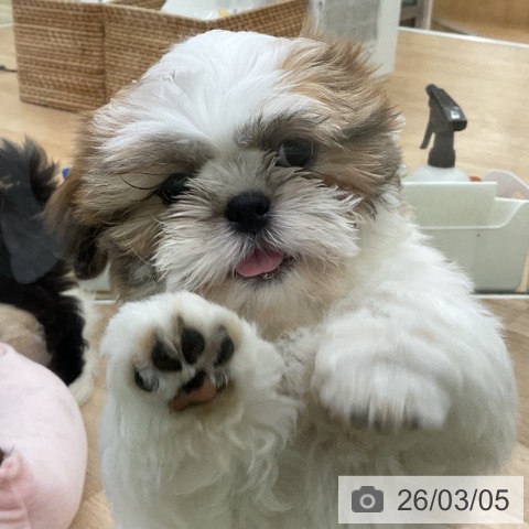 福島県のシーズー (ペットプラス 福島店/2025年12月23日生まれ/男の子/ホワイトゴールド)の子犬の3枚目の画像