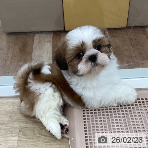 山梨県のシーズー (ペットプラス 甲府国母店/2025年12月23日生まれ/男の子/ホワイトゴールド)の子犬の4枚目の画像