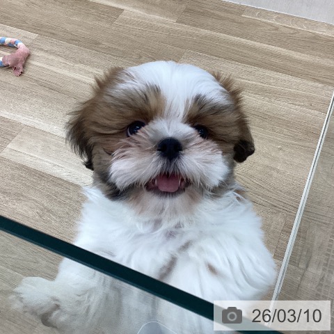 山梨県のシーズー (ペットプラス 甲府国母店/2025年12月23日生まれ/男の子/ホワイトゴールド)の子犬の3枚目の画像