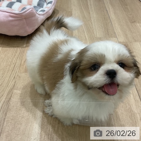 シー・ズーの写真