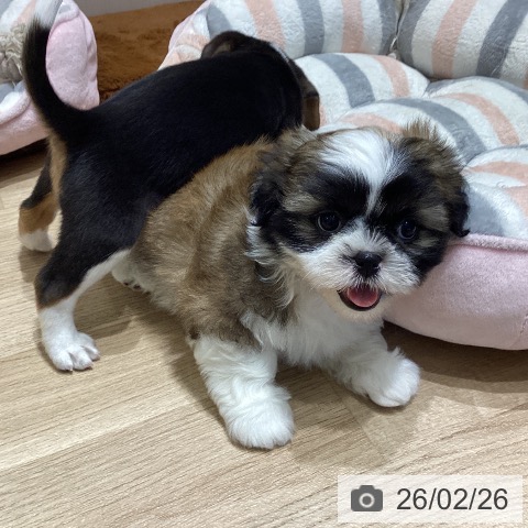 シー・ズーの写真