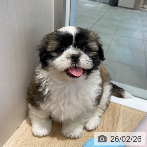 シー・ズーの写真