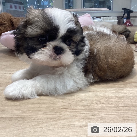 シー・ズーの写真