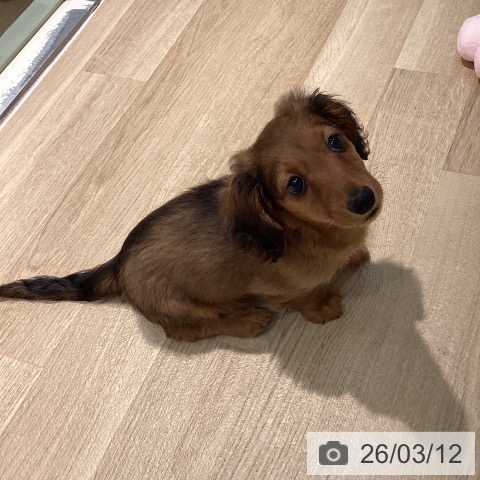 東京都のミニチュアダックスフンド(ロング) (ペットプラス 東久留米店/2025年12月25日生まれ/男の子/レッド)の子犬の4枚目の画像