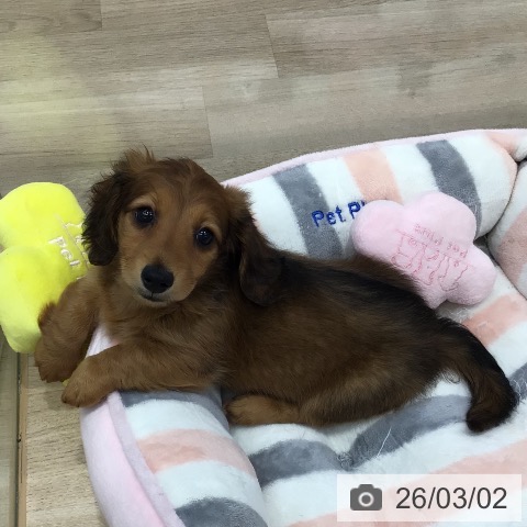 東京都のミニチュアダックスフンド(ロング) (ペットプラス 日の出店/2025年12月25日生まれ/女の子/レッド)の子犬の3枚目の画像