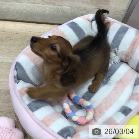 東京都のミニチュアダックスフンド(ロング) (ペットプラス 日の出店/2025年12月25日生まれ/女の子/レッド)の子犬の3枚目の画像