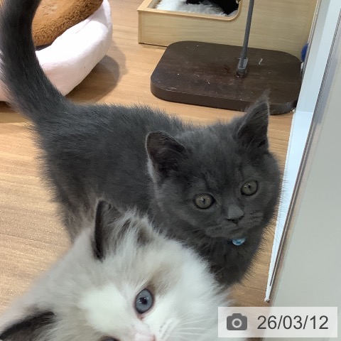 大阪府のブリティッシュショートヘアー (ペットプラス りんくう泉南店/2025年12月24日生まれ/男の子/ブルー)の子猫の4枚目の画像