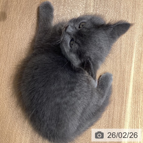 大阪府のブリティッシュショートヘアー (ペットプラス りんくう泉南店/2025年12月24日生まれ/男の子/ブルー)の子猫の3枚目の画像