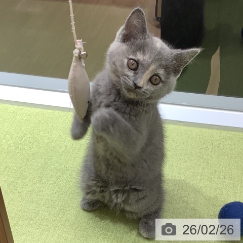 埼玉県のブリティッシュショートヘアー (ペットプラス 川口店/2025年12月26日生まれ/女の子/ブルークリーム)の子猫の4枚目の画像