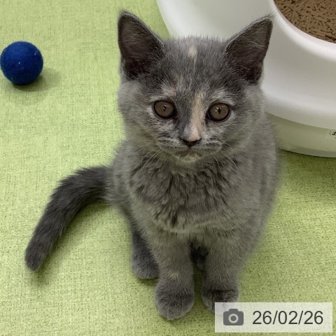埼玉県のブリティッシュショートヘアー (ペットプラス 川口店/2025年12月26日生まれ/女の子/ブルークリーム)の子猫の3枚目の画像
