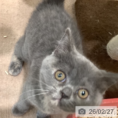 岡山県のブリティッシュショートヘアー (ペットプラス 岡山店/2025年12月26日生まれ/女の子/ブルークリーム)の子猫の4枚目の画像