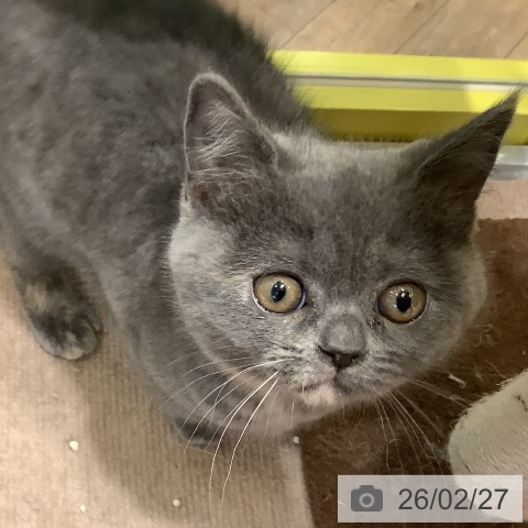 岡山県のブリティッシュショートヘアー (ペットプラス 岡山店/2025年12月26日生まれ/女の子/ブルークリーム)の子猫の3枚目の画像