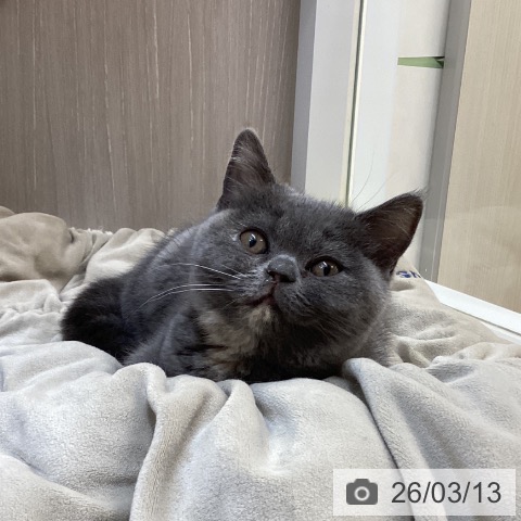 徳島県のブリティッシュショートヘアー (ペットプラス 徳島店/2025年12月26日生まれ/女の子/ブルークリーム)の子猫の4枚目の画像