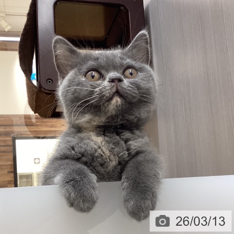 徳島県のブリティッシュショートヘアー (ペットプラス 徳島店/2025年12月26日生まれ/女の子/ブルークリーム)の子猫の3枚目の画像