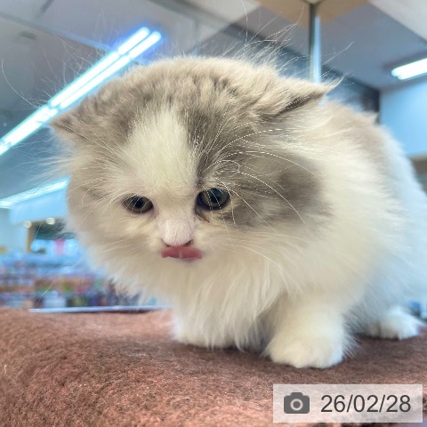 愛媛県のスコティッシュフォールド (ペットプラス 新居浜店/2025年12月24日生まれ/男の子/ブルータビーホワイト)の子猫の4枚目の画像