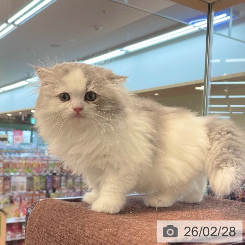 愛媛県のスコティッシュフォールド (ペットプラス 新居浜店/2025年12月24日生まれ/男の子/ブルータビーホワイト)の子猫の3枚目の画像