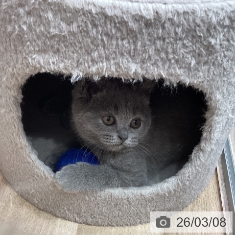 埼玉県のブリティッシュショートヘアー (ペットプラス 与野店/2025年12月16日生まれ/女の子/ブルー)の子猫の3枚目の画像