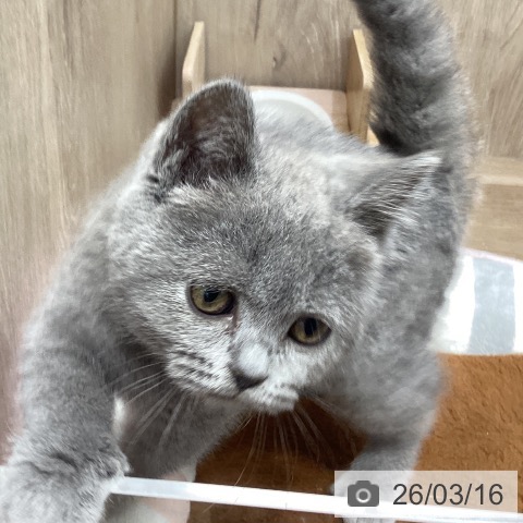 ブリティッシュショートヘアの写真