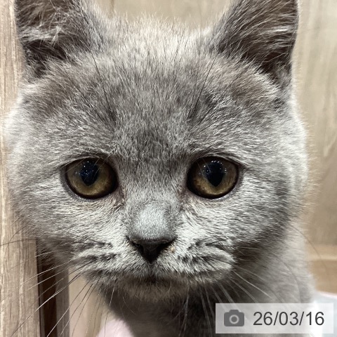 埼玉県のブリティッシュショートヘアー (ペットプラス 与野店/2025年12月16日生まれ/女の子/ブルー)の子猫の4枚目の画像