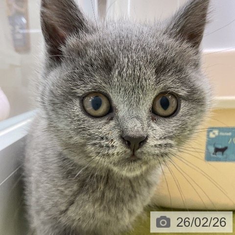 大阪府のブリティッシュショートヘアー (ペットプラス ららぽーと和泉店/2025年12月16日生まれ/女の子/ブルー)の子猫の4枚目の画像