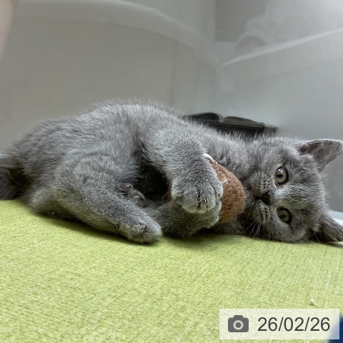 大阪府のブリティッシュショートヘアー (ペットプラス ららぽーと和泉店/2025年12月16日生まれ/女の子/ブルー)の子猫の3枚目の画像