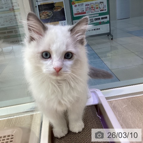 東京都のラグドール (ペットプラス 東久留米店/2025年12月24日生まれ/男の子/ブルーポイントバイカラー)の子猫の4枚目の画像