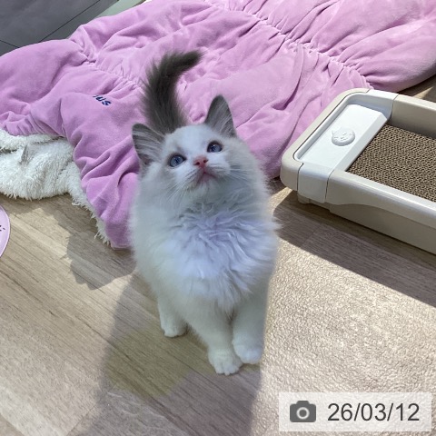 東京都のラグドール (ペットプラス 東久留米店/2025年12月24日生まれ/男の子/ブルーポイントバイカラー)の子猫の4枚目の画像