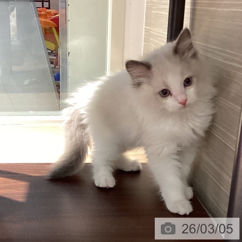 ラグドールの写真