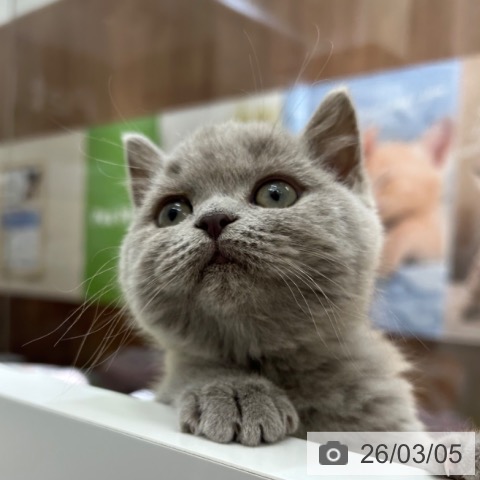 京都府のブリティッシュショートヘアー (ペットプラス 京都桂川店/2025年12月25日生まれ/女の子/ライラック)の子猫の4枚目の画像