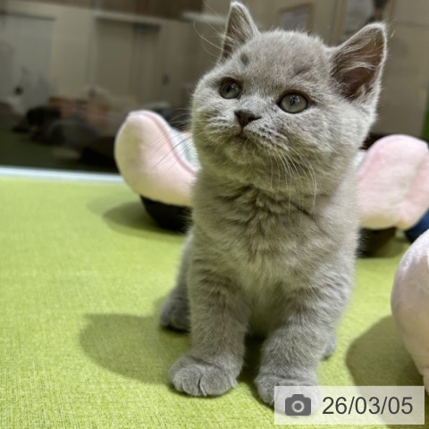 京都府のブリティッシュショートヘアー (ペットプラス 京都桂川店/2025年12月25日生まれ/女の子/ライラック)の子猫の3枚目の画像