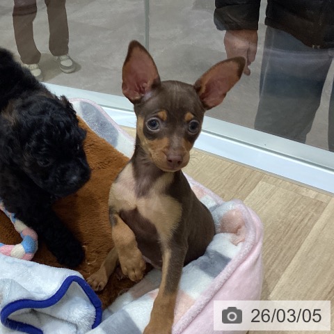 宮城県のミニチュアピンシャー (ペットプラス 名取店/2025年12月25日生まれ/男の子/チョコレートタン)の子犬の4枚目の画像