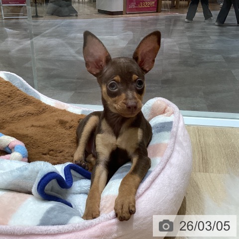 宮城県のミニチュアピンシャー (ペットプラス 名取店/2025年12月25日生まれ/男の子/チョコレートタン)の子犬の3枚目の画像