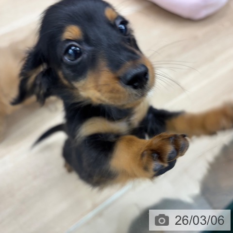 神奈川県のミニチュアダックスフンド(ロング) (ペットプラス 武蔵小杉店/2025年12月27日生まれ/男の子/ブラックタン)の子犬の4枚目の画像