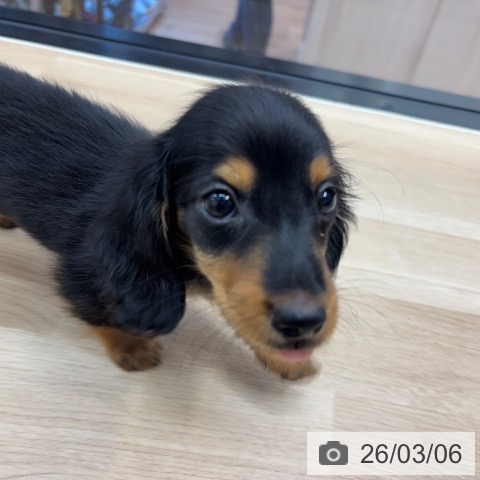 神奈川県のミニチュアダックスフンド(ロング) (ペットプラス 武蔵小杉店/2025年12月27日生まれ/男の子/ブラックタン)の子犬の3枚目の画像