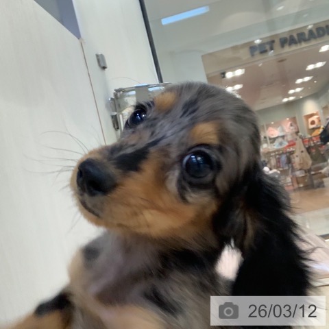 東京都のミニチュアダックスフンド(ロング) (ペットプラス アクアシティお台場店/2025年12月27日生まれ/女の子/シルバーダップル)の子犬の4枚目の画像