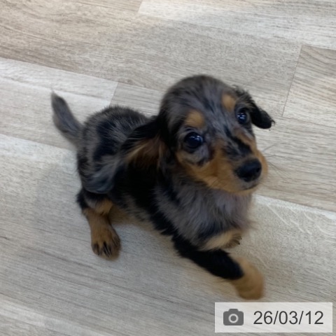 東京都のミニチュアダックスフンド(ロング) (ペットプラス アクアシティお台場店/2025年12月27日生まれ/女の子/シルバーダップル)の子犬の3枚目の画像