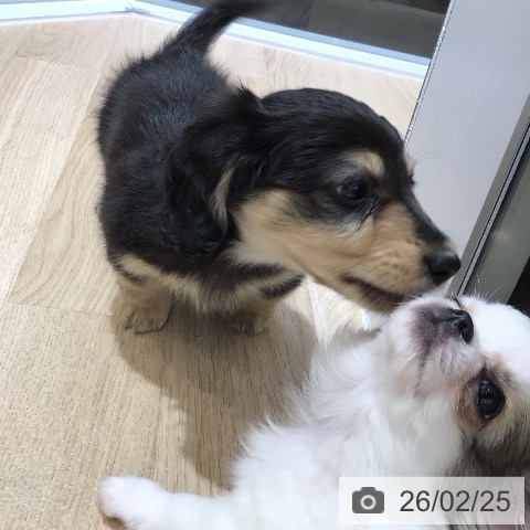 東京都のミニチュアダックスフンド(ロング) (ペットプラス むさし村山店/2025年12月27日生まれ/男の子/ブラックイエロー)の子犬の4枚目の画像