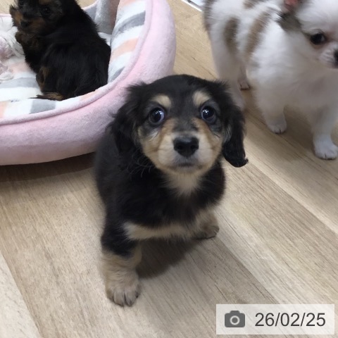 東京都のミニチュアダックスフンド(ロング) (ペットプラス むさし村山店/2025年12月27日生まれ/男の子/ブラックイエロー)の子犬の3枚目の画像