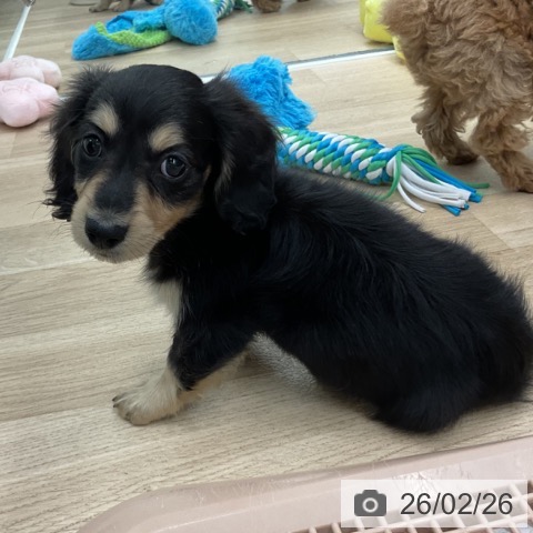 神奈川県のミニチュアダックスフンド(ロング) (ペットプラス 天王町店/2025年12月27日生まれ/男の子/ブラックイエロー)の子犬の3枚目の画像