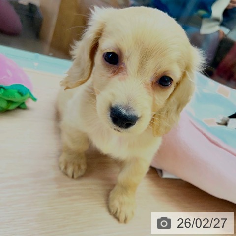 千葉県のミニチュアダックスフンド(ロング) (ペットプラス 幕張新都心店/2025年12月27日生まれ/男の子/イエロー)の子犬の4枚目の画像