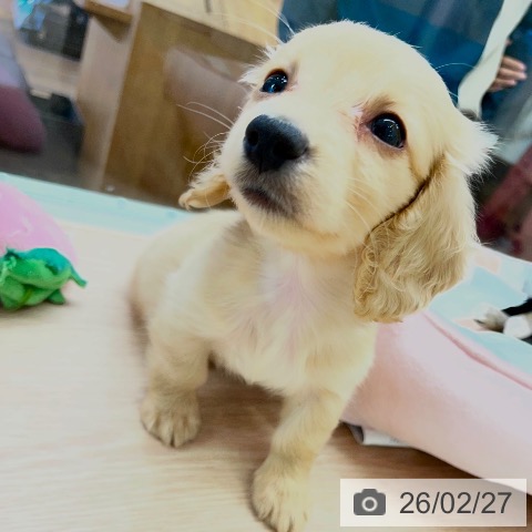 千葉県のミニチュアダックスフンド(ロング) (ペットプラス 幕張新都心店/2025年12月27日生まれ/男の子/イエロー)の子犬の3枚目の画像