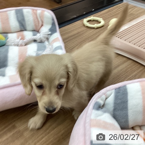 東京都のミニチュアダックスフンド(ロング) (ペッツワン 青梅インター店/2025年12月27日生まれ/女の子/イエロー)の子犬の4枚目の画像