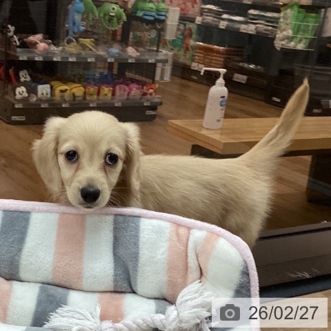 東京都のミニチュアダックスフンド(ロング) (ペッツワン 青梅インター店/2025年12月27日生まれ/女の子/イエロー)の子犬の3枚目の画像